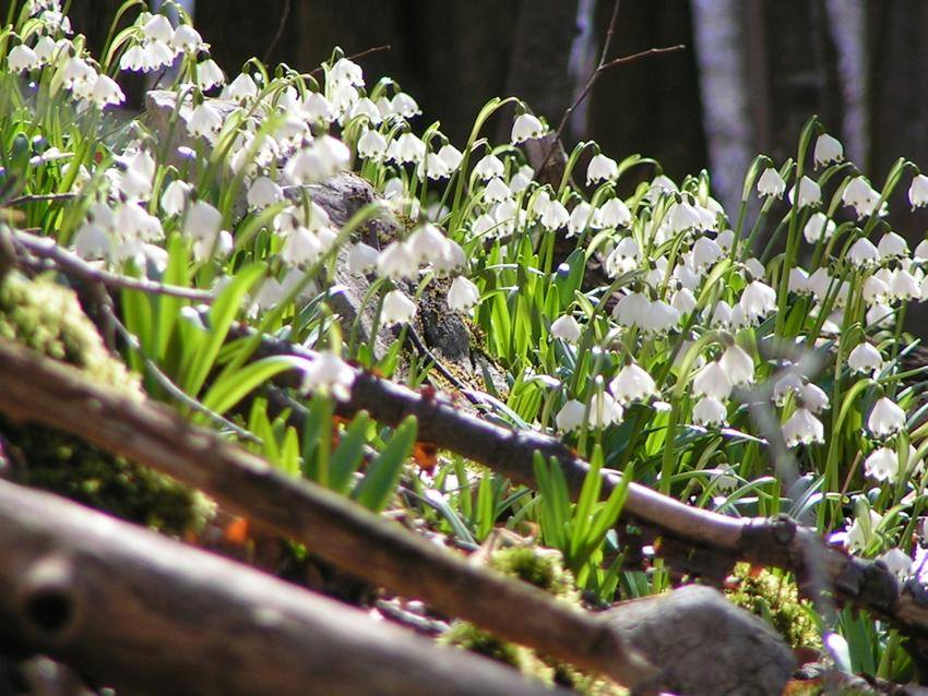 Ziua Femeii - 8 Martie 2026 - "Platoul Vârtoapelor la Ghiocei, Sub Cununi, Pomul Vieții" ❤️